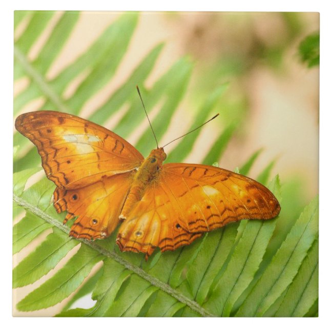 Crusier butterfly ceramic tile (Front)