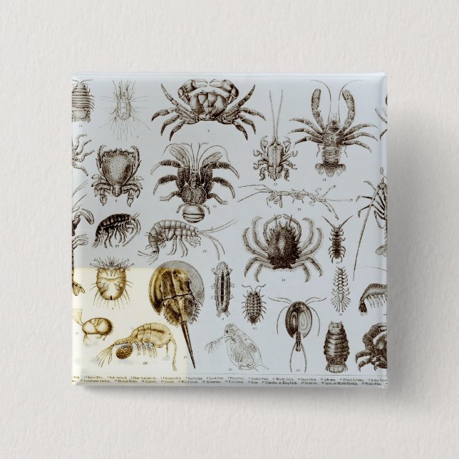 Crustacea and Arachnida 15 Cm Square Badge (Front)