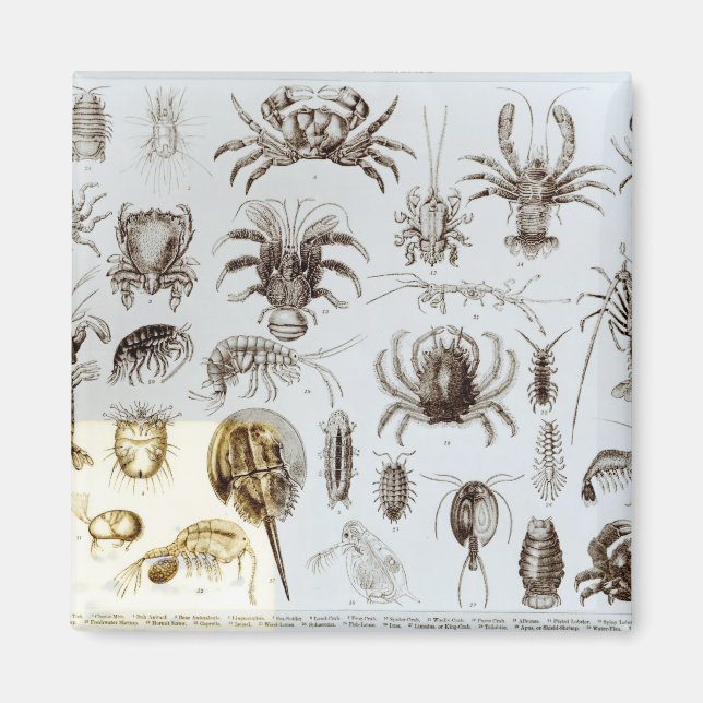 Crustacea and Arachnida Magnet (Front)