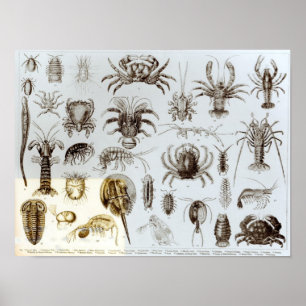 Crustacea and Arachnida Poster
