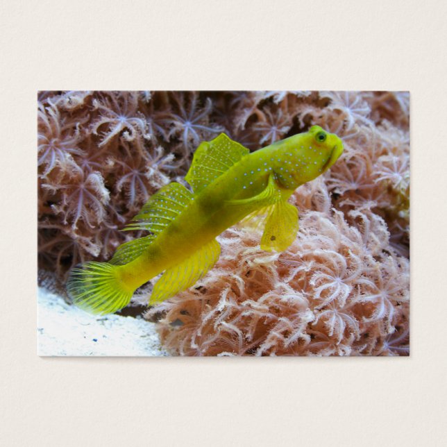 Cryptocentrus cinctus (Front)