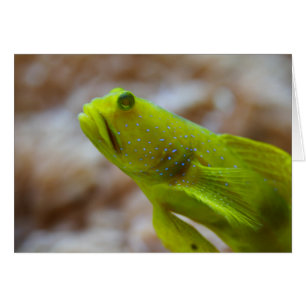 Cryptocentrus cinctus