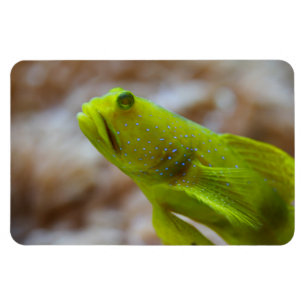 Cryptocentrus cinctus magnet