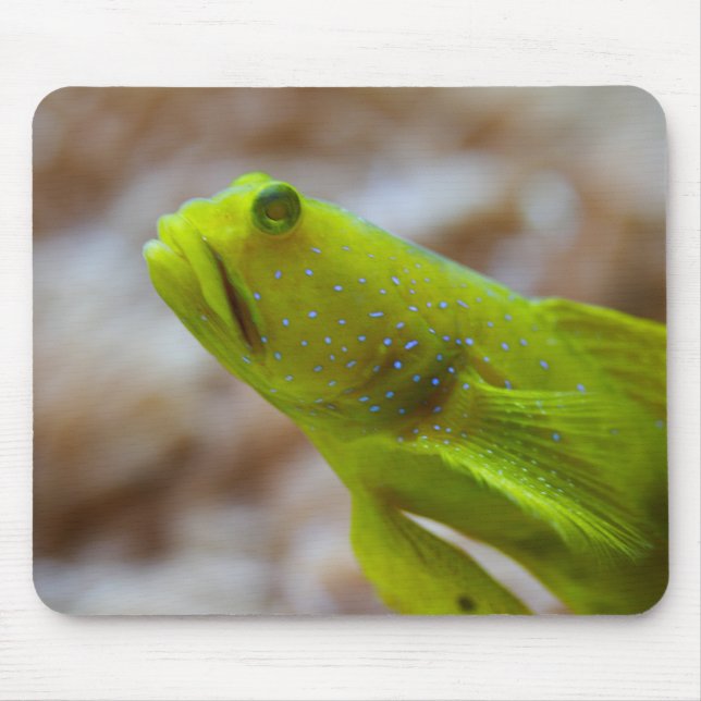 Cryptocentrus cinctus mouse pad (Front)