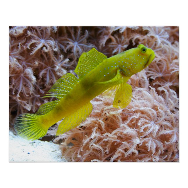 Cryptocentrus cinctus poster (Front)