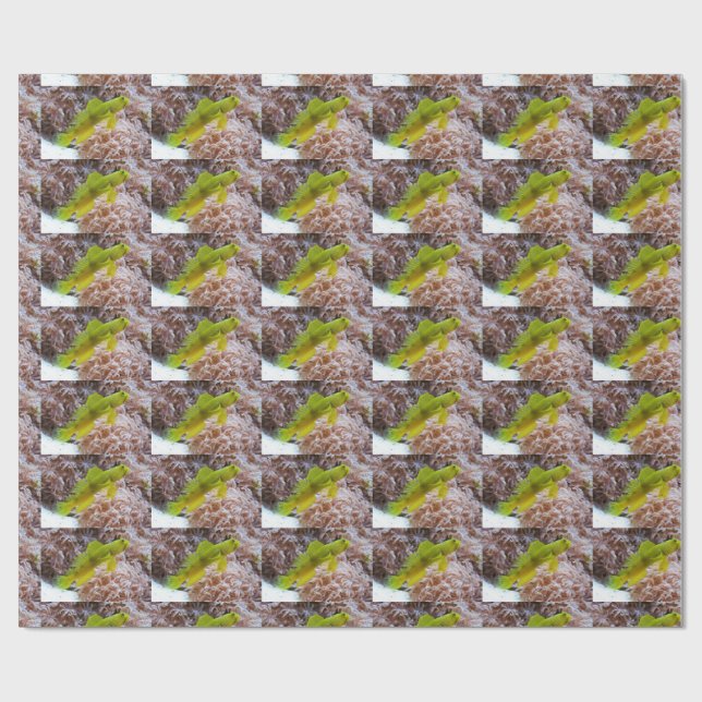 Cryptocentrus cinctus wrapping paper (Flat)