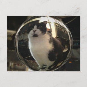 Crystal Cat Postcard