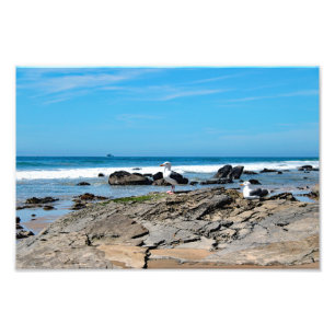 Crystal Cove State Park Photo Print