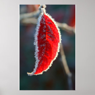 Crystal Lined Frost Covered Red Leaf Foliage Poster