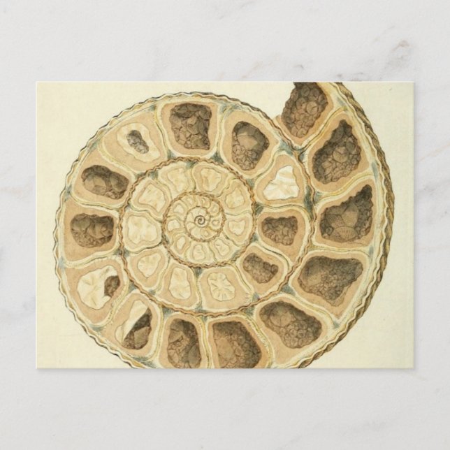 Crystallised Seashell Mineralogy Illustration Postcard (Front)