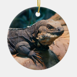 Ctenosaura melanosterna ceramic tree decoration