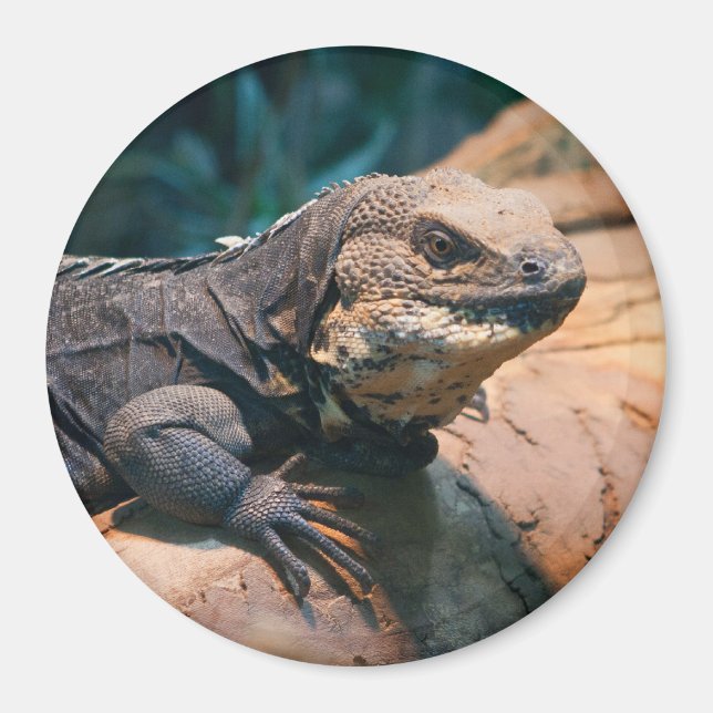 Ctenosaura melanosterna magnet (Front)