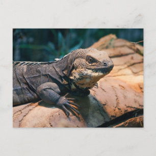 Ctenosaura melanosterna postcard