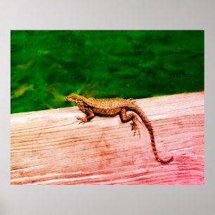 Cuban curlytail lizard  acrylic print