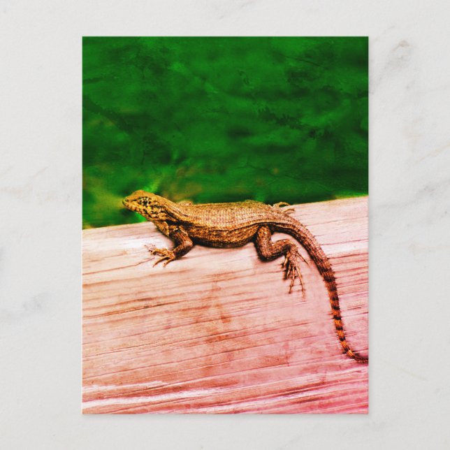 Cuban curlytail lizard in Florida Postcard (Front)
