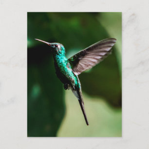 Cuban Emerald Hummingbird Flying Postcard