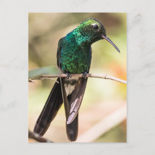 Cuban Emerald Hummingbird Postcard
