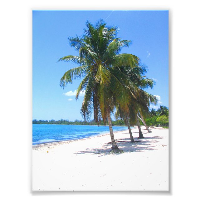 Cuban Palm Trees Photo Print (Front)