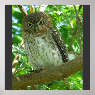 Cuban Pygmy Owl Animal Feather Tree Nature Destiny Poster