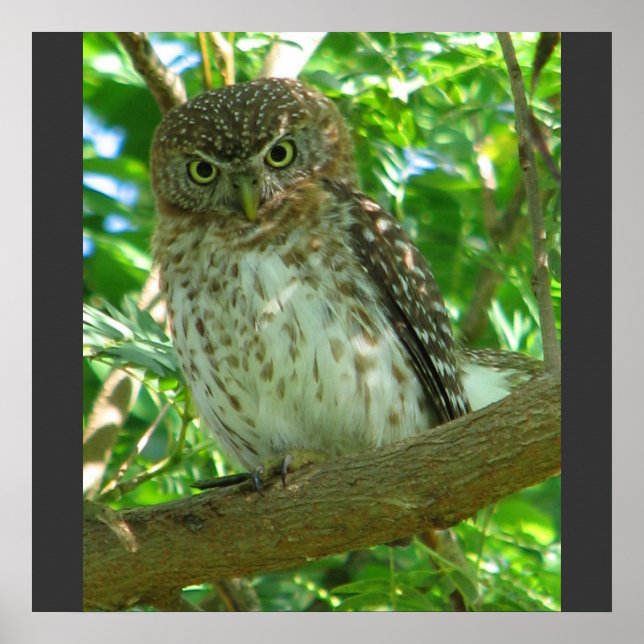 Cuban Pygmy Owl Animal Feather Tree Nature Destiny Poster (Front)