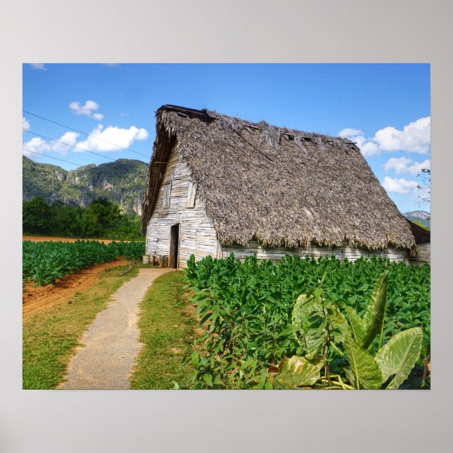Cuban Tobacco Farm and Drying House Poster (Front)
