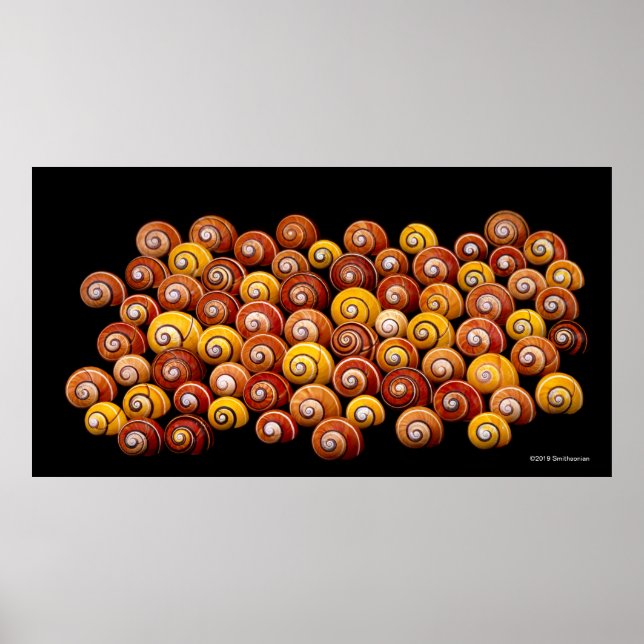 Cuban Tree Snails Poster (Front)