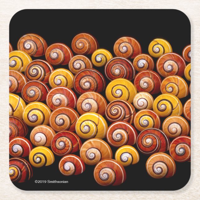 Cuban Tree Snails Square Paper Coaster (Front)
