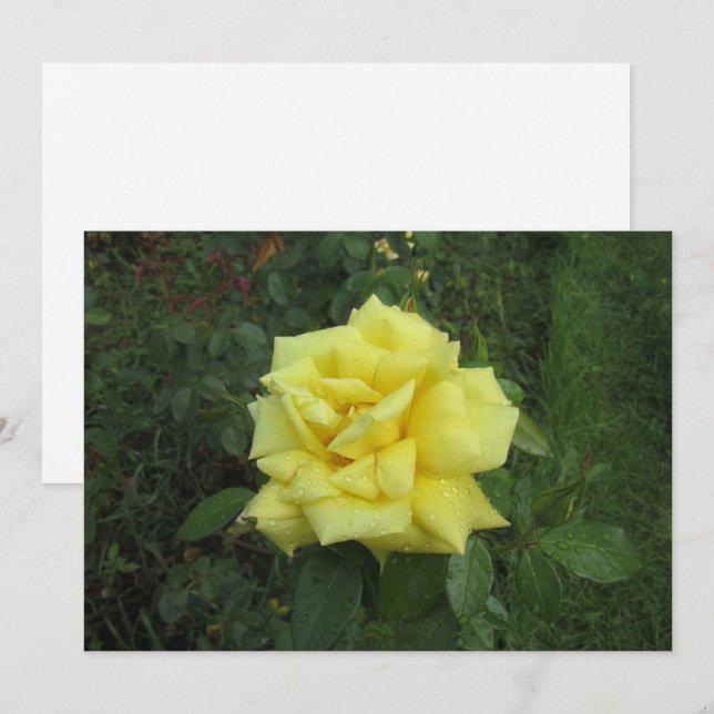 Cubist Rose Holiday Card (Front/Back)