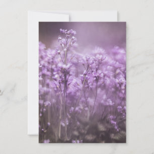 Cuckoo Flower Nature Photo Card