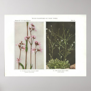 Cuckoo-Flower; Ragged Robin - Lychnis flos-cuculi Poster