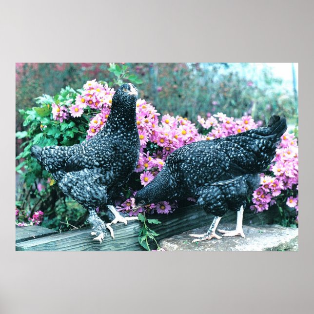 Cuckoo Marans Hens Poster (Front)