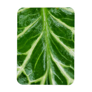 Cuckoo Pint Plant Magnet