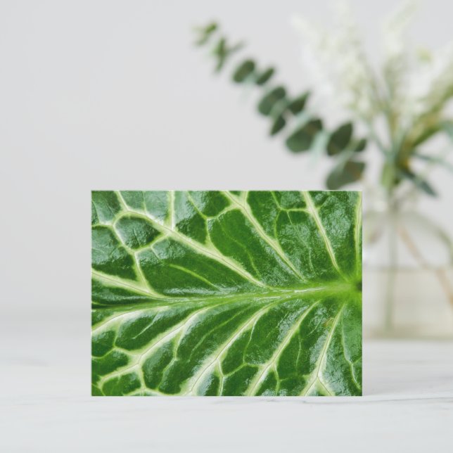 Cuckoo Pint Plant Postcard (Standing Front)