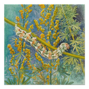 Cucullia Absinthii Wormwood Caterpillar Poster
