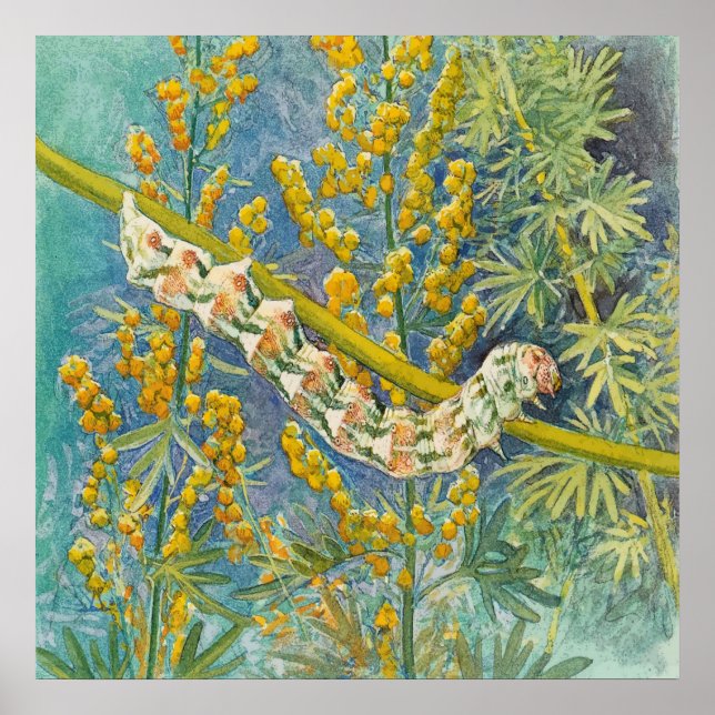 Cucullia Absinthii Wormwood Caterpillar  Poster (Front)