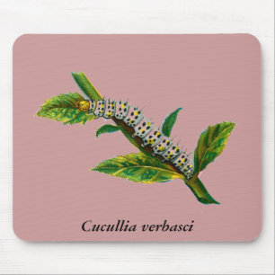 Cucullia verbasci caterpillar mouse pad