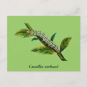 Cucullia verbasci caterpillar postcard
