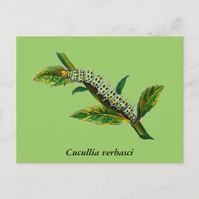 Cucullia verbasci caterpillar postcard (Front)
