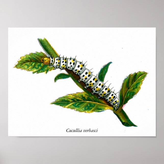 Cucullia verbasci caterpillar poster (Front)