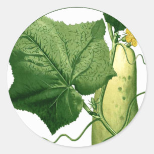 Cucumber Art Sticker 1
