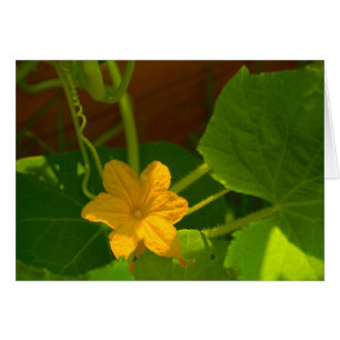 Cucumber Bloom