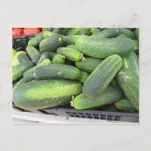 Cucumber Bundle Postcard (Front)
