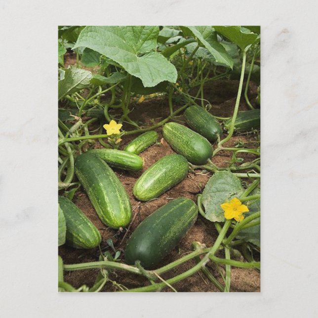 Cucumber Patch Postcards (Front)