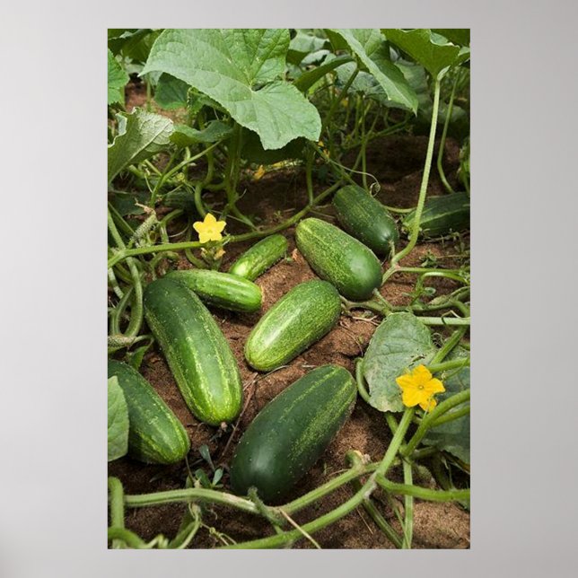 Cucumber Patch Poster (in many sizes) (Front)