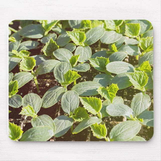 Cucumber Seedlings Mouse Pad (Front)
