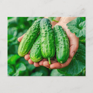 Cucumber Variety Fresh from Garden Holiday Postcard