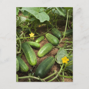 Cucumbers Postcard