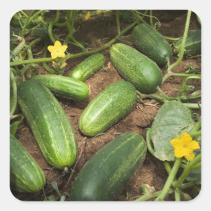 Cucumbers Square Sticker