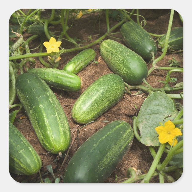 Cucumbers Square Sticker (Front)