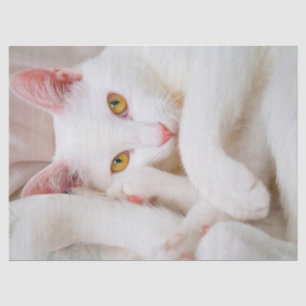cuddle kitty tissue paper
